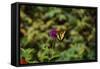 Garden Butterfly II-Philip Clayton-thompson-Framed Stretched Canvas