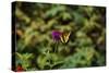 Garden Butterfly II-Philip Clayton-thompson-Stretched Canvas