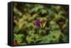 Garden Butterfly II-Philip Clayton-thompson-Framed Stretched Canvas