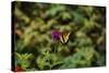Garden Butterfly II-Philip Clayton-thompson-Stretched Canvas