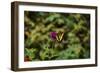 Garden Butterfly II-Philip Clayton-thompson-Framed Photographic Print