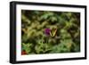 Garden Butterfly II-Philip Clayton-thompson-Framed Photographic Print