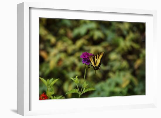 Garden Butterfly II-Philip Clayton-thompson-Framed Photographic Print