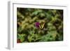 Garden Butterfly II-Philip Clayton-thompson-Framed Photographic Print