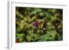 Garden Butterfly II-Philip Clayton-thompson-Framed Photographic Print