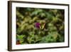 Garden Butterfly II-Philip Clayton-thompson-Framed Photographic Print