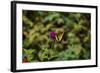 Garden Butterfly II-Philip Clayton-thompson-Framed Photographic Print