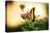 Garden Butterfly III-Philip Clayton-thompson-Stretched Canvas