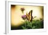 Garden Butterfly III-Philip Clayton-thompson-Framed Photographic Print