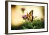 Garden Butterfly III-Philip Clayton-thompson-Framed Photographic Print