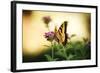 Garden Butterfly III-Philip Clayton-thompson-Framed Photographic Print