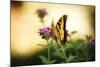 Garden Butterfly III-Philip Clayton-thompson-Mounted Photographic Print