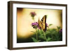 Garden Butterfly III-Philip Clayton-thompson-Framed Photographic Print