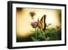 Garden Butterfly III-Philip Clayton-thompson-Framed Photographic Print