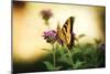 Garden Butterfly III-Philip Clayton-thompson-Mounted Photographic Print