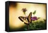 Garden Butterfly IV-Philip Clayton-thompson-Framed Stretched Canvas