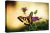 Garden Butterfly IV-Philip Clayton-thompson-Stretched Canvas