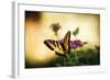 Garden Butterfly IV-Philip Clayton-thompson-Framed Photographic Print
