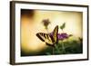 Garden Butterfly IV-Philip Clayton-thompson-Framed Photographic Print