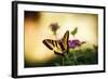 Garden Butterfly IV-Philip Clayton-thompson-Framed Photographic Print