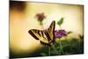 Garden Butterfly IV-Philip Clayton-thompson-Mounted Photographic Print