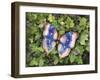 Garden Butterfly-Kathleen Parr McKenna-Framed Art Print