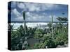 Garden by the Atlantic Ocean, El Golfo, Lanzarote, Canary Islands, Spain, Europe-Jean Brooks-Stretched Canvas