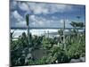 Garden by the Atlantic Ocean, El Golfo, Lanzarote, Canary Islands, Spain, Europe-Jean Brooks-Mounted Photographic Print