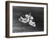 Garden Carpet Moth-null-Framed Photographic Print