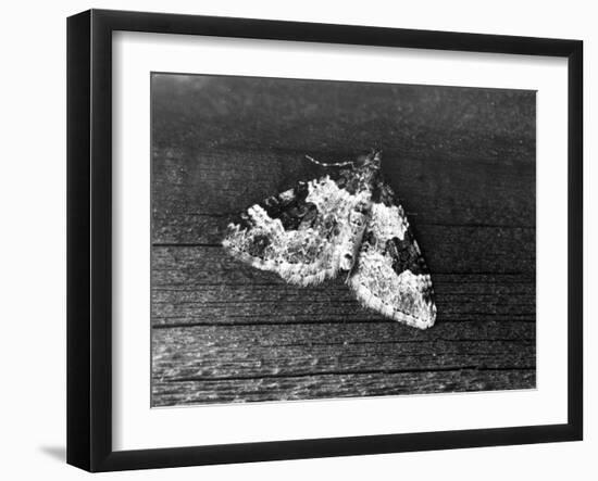 Garden Carpet Moth-null-Framed Photographic Print