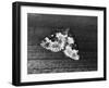 Garden Carpet Moth-null-Framed Photographic Print
