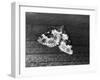 Garden Carpet Moth-null-Framed Photographic Print