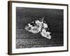 Garden Carpet Moth-null-Framed Photographic Print