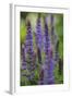 Garden Catmint, Nepeta, Medium Close-Up-Andreas Keil-Framed Photographic Print