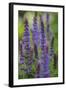 Garden Catmint, Nepeta, Medium Close-Up-Andreas Keil-Framed Photographic Print