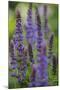 Garden Catmint, Nepeta, Medium Close-Up-Andreas Keil-Mounted Photographic Print