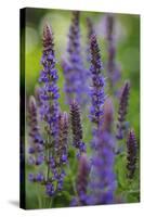 Garden Catmint, Nepeta, Medium Close-Up-Andreas Keil-Stretched Canvas