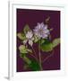 Garden, Clematis purple mauve Flowers-null-Framed Art Print