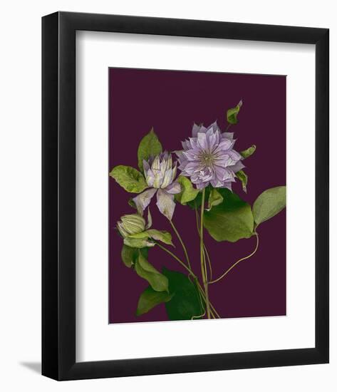 Garden, Clematis purple mauve Flowers-null-Framed Art Print