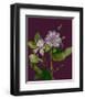 Garden, Clematis purple mauve Flowers-null-Framed Art Print