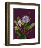 Garden, Clematis purple mauve Flowers-null-Framed Art Print