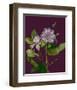 Garden, Clematis purple mauve Flowers-null-Framed Art Print