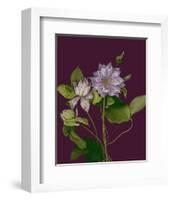 Garden, Clematis purple mauve Flowers-null-Framed Art Print