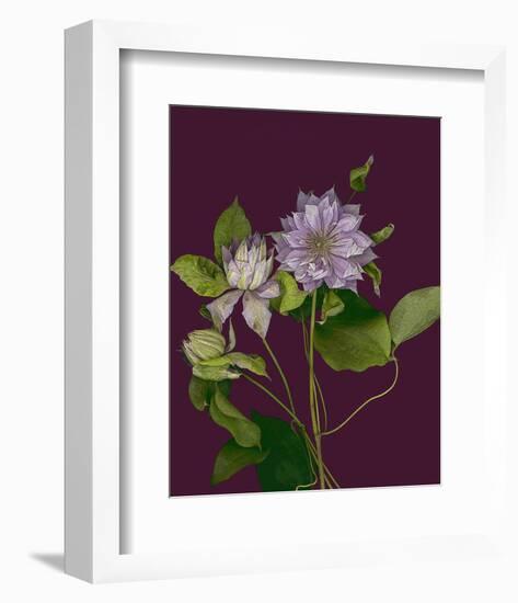 Garden, Clematis purple mauve Flowers-null-Framed Art Print