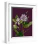 Garden, Clematis purple mauve Flowers-null-Framed Art Print