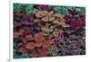 Garden coleus plants in bronze and reds, Sammamish, Washington State-Darrell Gulin-Framed Photographic Print