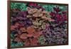 Garden coleus plants in bronze and reds, Sammamish, Washington State-Darrell Gulin-Framed Photographic Print