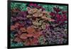 Garden coleus plants in bronze and reds, Sammamish, Washington State-Darrell Gulin-Framed Photographic Print