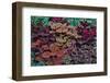 Garden coleus plants in bronze and reds, Sammamish, Washington State-Darrell Gulin-Framed Photographic Print