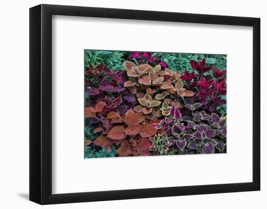 Garden coleus plants in bronze and reds, Sammamish, Washington State-Darrell Gulin-Framed Photographic Print